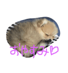 ポメラニアンのミント君（個別スタンプ：6）
