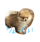 ポメラニアンのミント君（個別スタンプ：7）