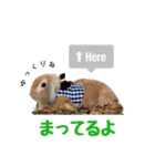 7匹のうさぎ 日常会話スタンプ（個別スタンプ：35）