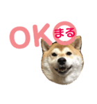 ぷにぷにまる（個別スタンプ：1）