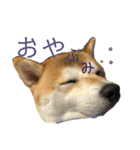 ぷにぷにまる（個別スタンプ：4）