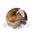 ぷにぷにまる（個別スタンプ：7）