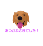 ちゃーすけ君（個別スタンプ：5）