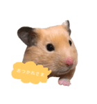 キンクマハムスターのふぅです（個別スタンプ：1）