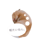 キンクマハムスターのふぅです（個別スタンプ：3）