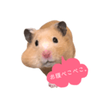 キンクマハムスターのふぅです（個別スタンプ：4）
