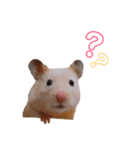キンクマハムスターのふぅです（個別スタンプ：5）