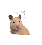 キンクマハムスターのふぅです（個別スタンプ：6）