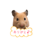キンクマハムスターのふぅです（個別スタンプ：7）