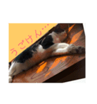 シーくん part1（個別スタンプ：7）