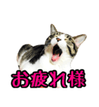 うち猫スタンプらんまるver3（個別スタンプ：1）