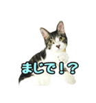 うち猫スタンプらんまるver3（個別スタンプ：13）