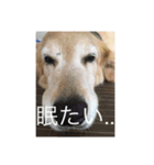 まったり犬と猫（個別スタンプ：1）