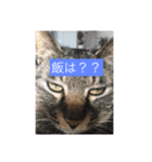 まったり犬と猫（個別スタンプ：2）