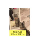 まったり犬と猫（個別スタンプ：3）