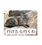 まったり犬と猫（個別スタンプ：4）