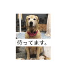 まったり犬と猫（個別スタンプ：6）