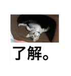 まったり犬と猫（個別スタンプ：7）