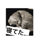 まったり犬と猫（個別スタンプ：8）