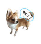 愛犬スタンプ ぎんじろお（個別スタンプ：1）
