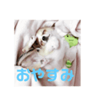 愛犬スタンプ ぎんじろお（個別スタンプ：2）