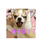 愛犬スタンプ ぎんじろお（個別スタンプ：5）