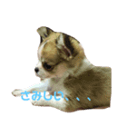 愛犬スタンプ ぎんじろお（個別スタンプ：6）