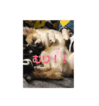 愛犬スタンプ ぎんじろお（個別スタンプ：7）