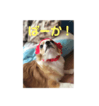 愛犬スタンプ ぎんじろお（個別スタンプ：8）
