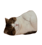 我家の猫 2（個別スタンプ：6）