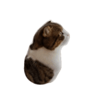 我家の猫 2（個別スタンプ：11）