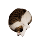 我家の猫 2（個別スタンプ：12）
