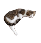 我家の猫 2（個別スタンプ：13）
