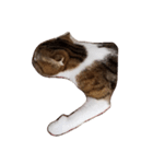 我家の猫 2（個別スタンプ：14）