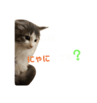 ジゼルにゃんの常用言葉（個別スタンプ：1）
