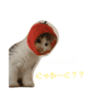 ジゼルにゃんの常用言葉（個別スタンプ：2）