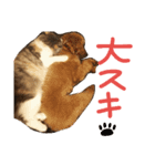 ジゼルにゃんの常用言葉（個別スタンプ：3）