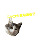 ジゼルにゃんの常用言葉（個別スタンプ：4）