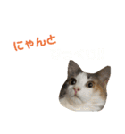 ジゼルにゃんの常用言葉（個別スタンプ：5）