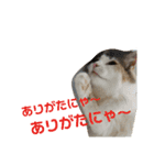 ジゼルにゃんの常用言葉（個別スタンプ：8）
