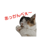 ジゼルにゃんの常用言葉（個別スタンプ：11）
