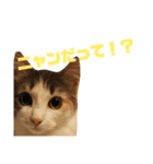 ジゼルにゃんの常用言葉（個別スタンプ：14）