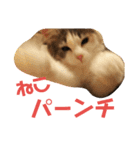 ジゼルにゃんの常用言葉（個別スタンプ：15）