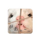 可愛い 天使 4本の フェレット 動物 写真（個別スタンプ：1）