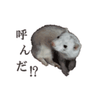 可愛い 天使 4本の フェレット 動物 写真（個別スタンプ：2）