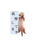 可愛い 天使 4本の フェレット 動物 写真（個別スタンプ：3）