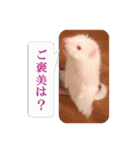 可愛い 天使 4本の フェレット 動物 写真（個別スタンプ：5）