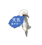 可愛い 天使 4本の フェレット 動物 写真（個別スタンプ：7）