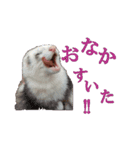 可愛い 天使 4本の フェレット 動物 写真（個別スタンプ：8）
