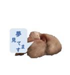 可愛い 天使 4本の フェレット 動物 写真（個別スタンプ：9）